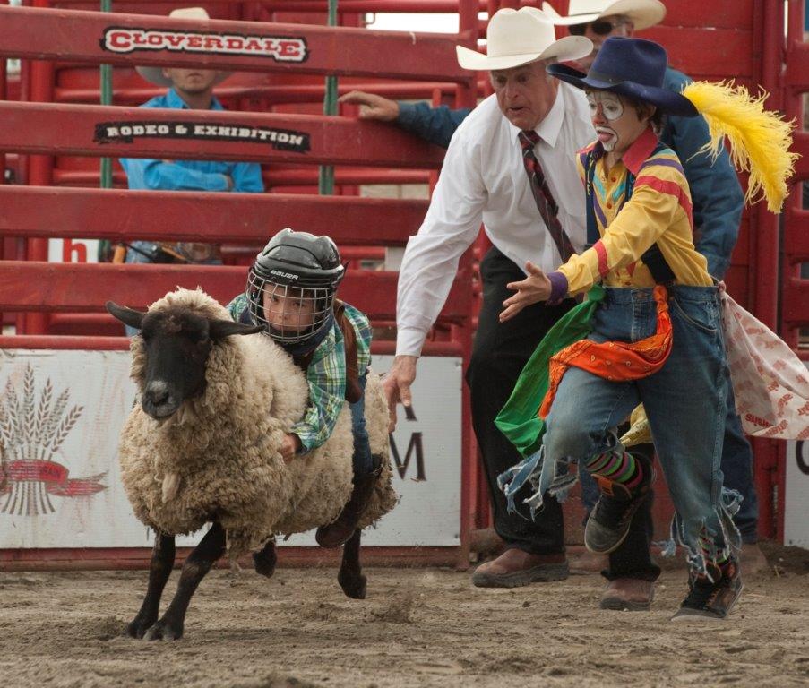 Mutton Bustin Cloverdale Rodeo And Country Fair