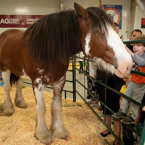 A youngster enjoys the lego display at the Cloverdale Country Fair