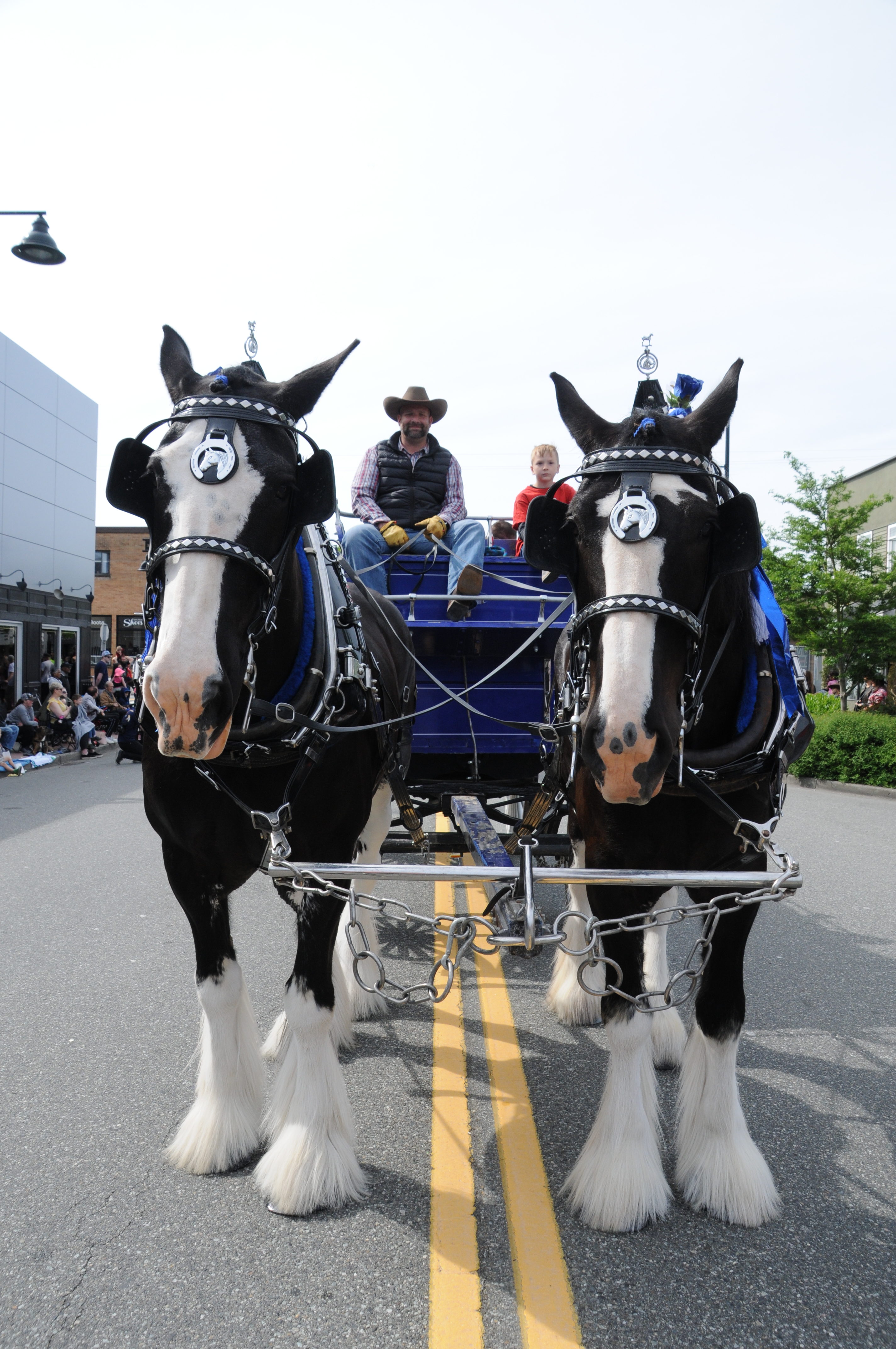 Rodeo Parade Cloverdale Rodeo and Country Fair