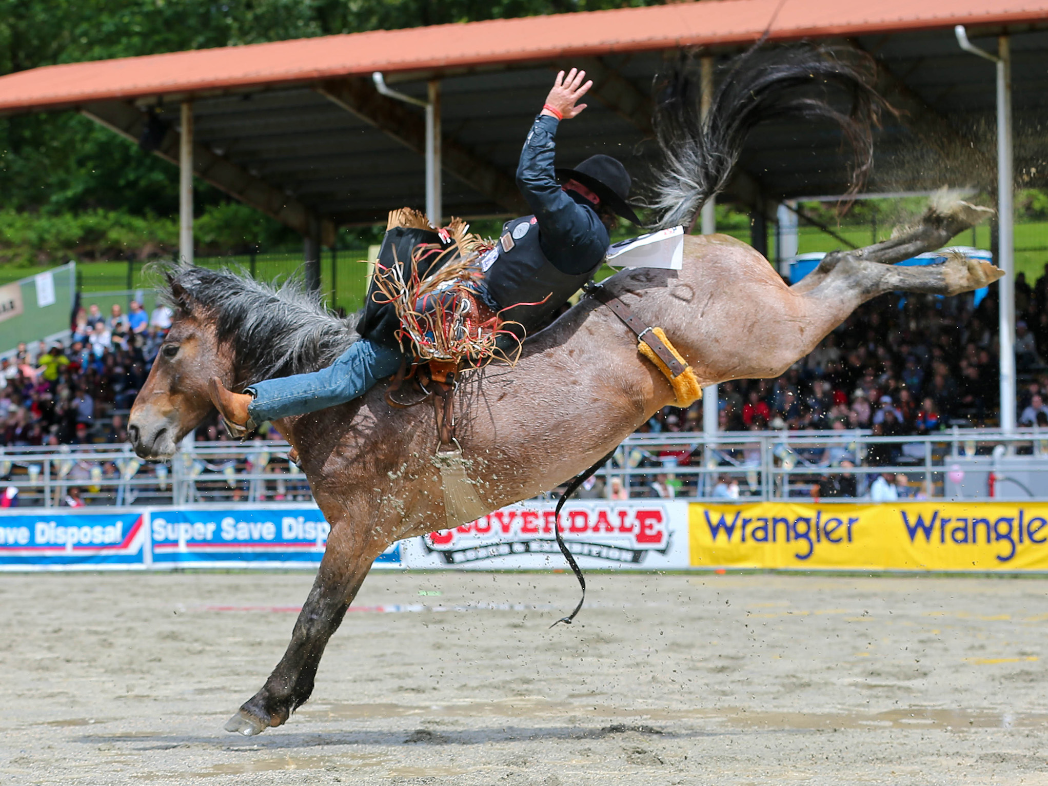 2024 Cloverdale Rodeo and Country Fair - Bareback Rider in front of the crowd