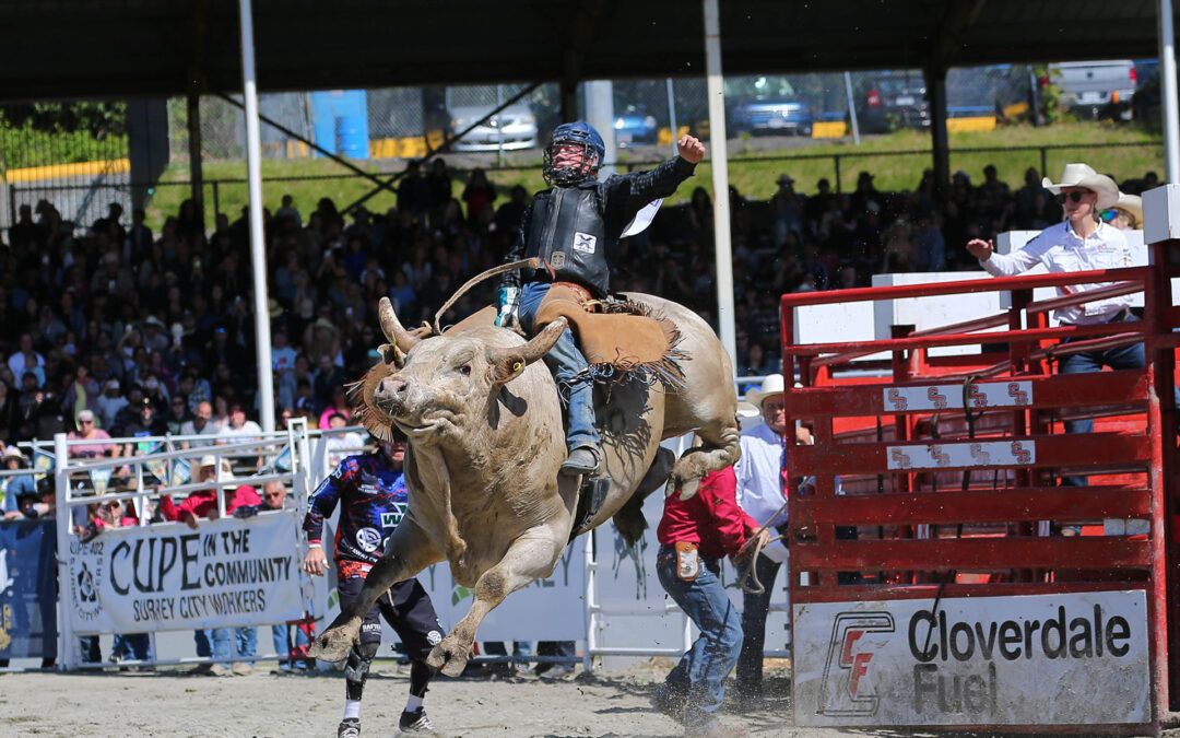 2024 Cloverdale Rodeo and Country Fair - Bull Rider in front of the crowd