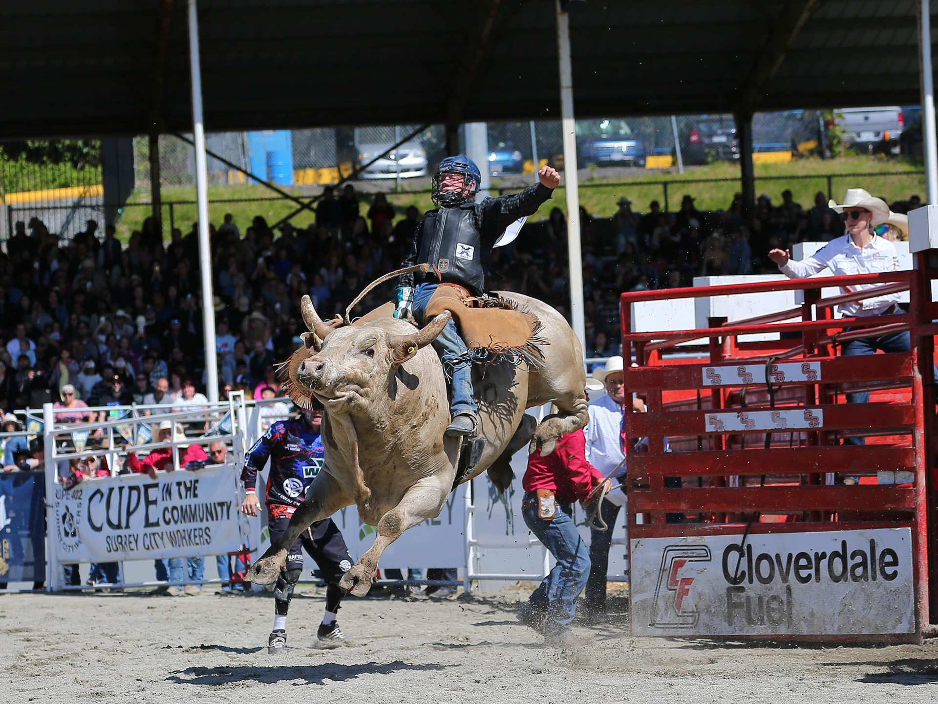 2024 Cloverdale Rodeo and Country Fair - Bull Rider in front of the crowd